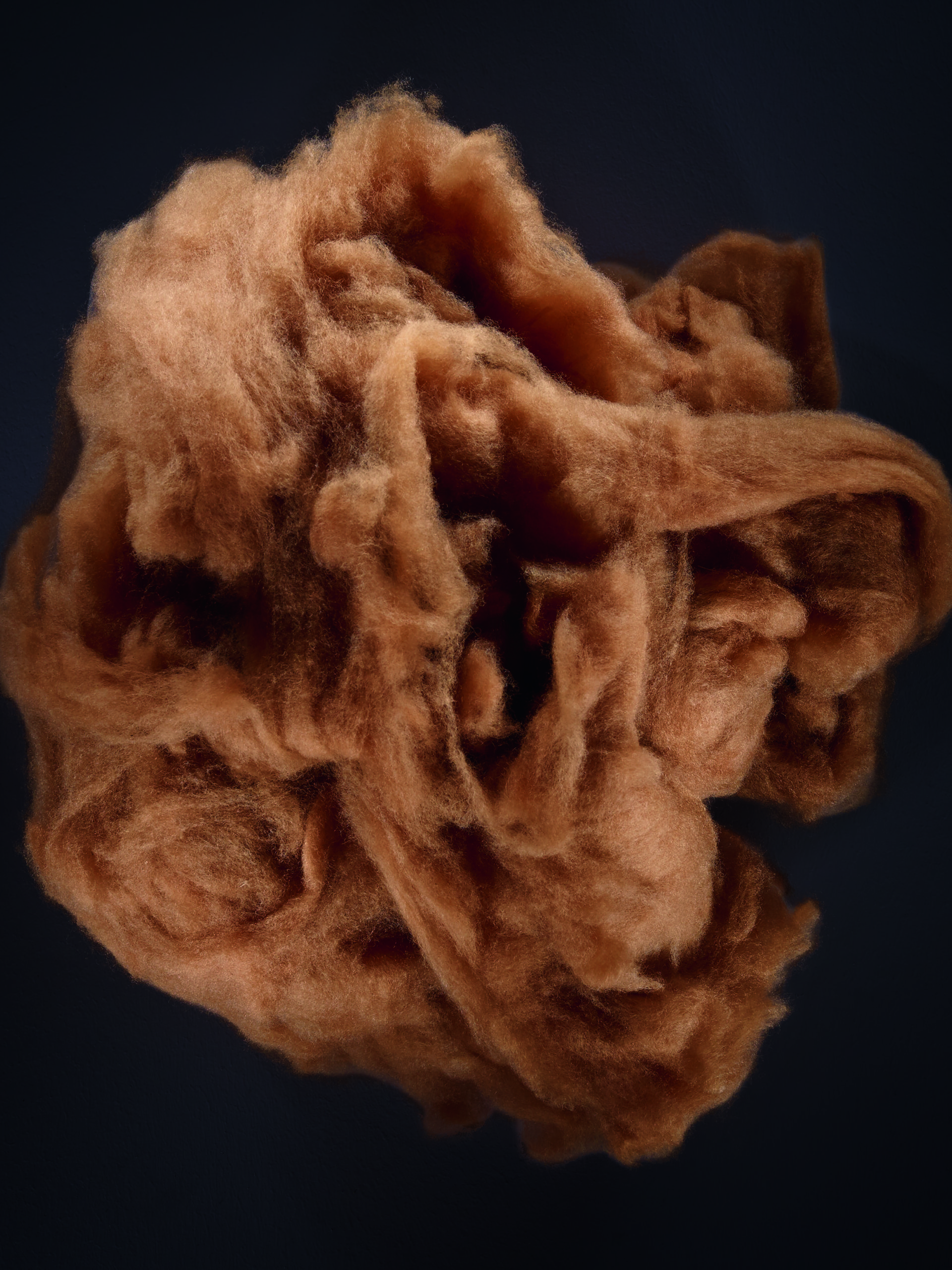 Vicuña
